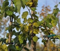 Morus nigra - Zwarte moerbei - 2