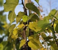 Morus nigra - Zwarte moerbei - herfst