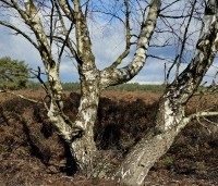 Betula pendula - Ruwe berk - 2
