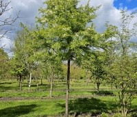 Malus toringo 'Brouwers Beauty' - Sierappel 'Brouwers Beauty' - hoogstam
