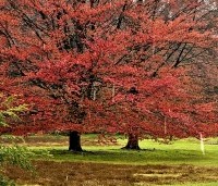 Fagus sylvatica 'Atropunicea' - Rode beuk - 1