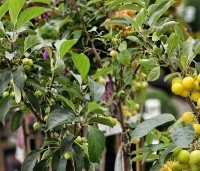 Malus 'Evereste' - Sierappel - 2