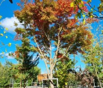 Acer palmatum