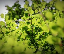 Fagus sylvatica 'Rotundifolia' ofwel Rondbladige dwergbeuk