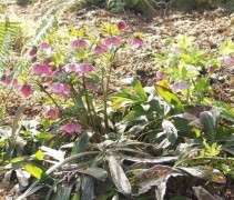 Helleborus orientalis en Polystichum set. 'Herrenhausen'