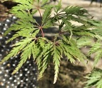 Acer palmatum 'Shigure bato' - Japanse esdoorn 'Shigure bato' - 5