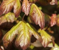 Acer campestre 'Red Shine' - Veldesdoorn - 1