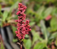 Persicaria aff. 'Darjeeling Red' per kist á 24 st. - Duizendknoop 'Darjeeling Red' - 1
