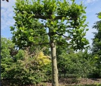 Platanus hispanica - Plataan - 1