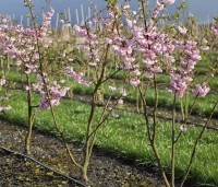 Prunus 'Accolade' - Japanse Sierkers - kweekveld de kooi  maart 2026