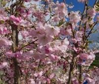 Prunus 'Accolade' - Japanse Sierkers - bloeit vanaf half maart