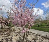 Prunus 'Accolade' - Japanse Sierkers - meerstam kuilhoek maart 2026