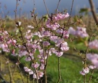Prunus 'Accolade' - Japanse Sierkers - kweekveld de kooi in maart 2026