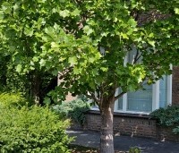 Liriodendron tulipifera 'Fastigiatum' - Zuilvormige Tulpenboom - 4