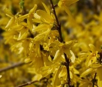 Forsythia intermedia 'Spectabilis' - Chinees klokje 'Spectabilis' - vakbeplanting - 4