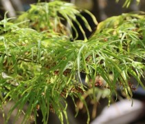 Acer palmatum Linearilobum'