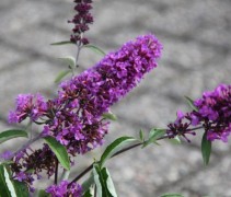 Buddleja 'Tutti Frutti'