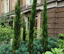Cupressus