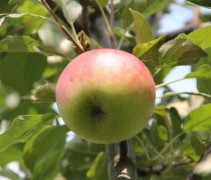 Malus domestica Rode Dijkmanszoet