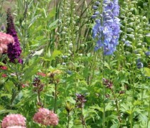 Witte ridderspoor planten kunt u goed combineren met andere planten in uw bloeiende border