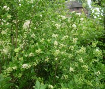 Bloesem en blad wilde liguster