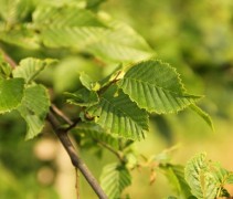Carpinus betulus blad
