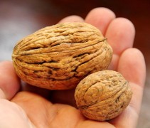 Juglans regia 'Lange van Lod'