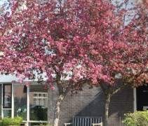 Malus ‘Rudolph’