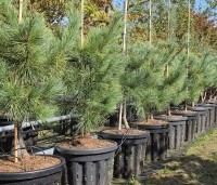 Pinus monticola 'Ammerland' - Westerse witte den - 2