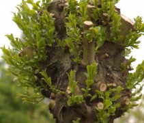 geknot Salix alba 'Chermesina'
