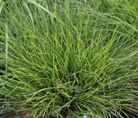 Pennisetum alopecuroides 'Little Bunny' - Lampenpoetsersgras 'Little Bunny' - 1