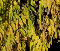 Wisteria sinensis - Blauwe Regen - herfstkleur
