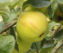 Appel Bloemeezoet 