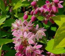 Deutzia Strawberry Fields