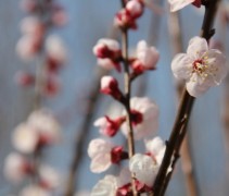 Prunus abrikoos