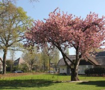 Prunus serrulata 'Kanzan'