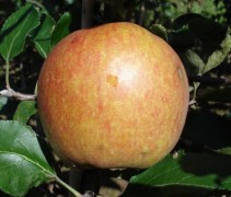 Rubinstar