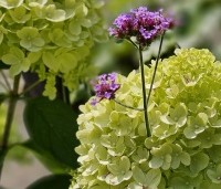 Verbena bonariensis - IJzerhard - 1