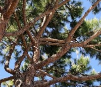 pinus pinea - Parasolden - 2