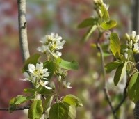 Amelanchier spicata - Dwerg krentenboompje - 3