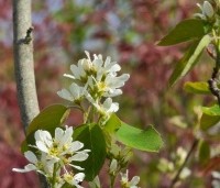 Amelanchier spicata - Dwerg krentenboompje - 4