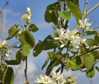 Amelanchier spicata - Dwerg krentenboompje - 2