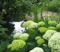 Hydrangea arborescens 'Annabelle'  - Amerikaanse Hortensia 'Annabelle' - 1