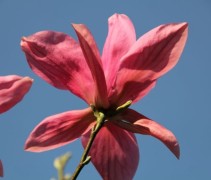 Bloem Magnolia 'Daybreak'