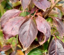 Cornus X Rutban 'Aurora' herfst