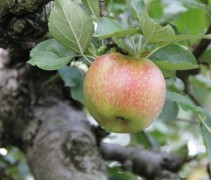 Malus Rode Boskoop