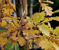 Quercus robur 'Fastigiata' - Zomereik - zuilvormig - herfstkleuren