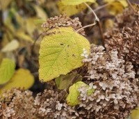 Hydrangea arborescens 'Annabelle'  - Amerikaanse Hortensia 'Annabelle' - 1
