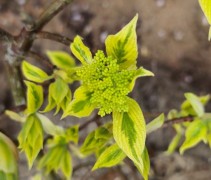Cornus controversa variegata uitloop jong blad