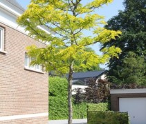 Valse Christusdoorn 'Sunburst' boom